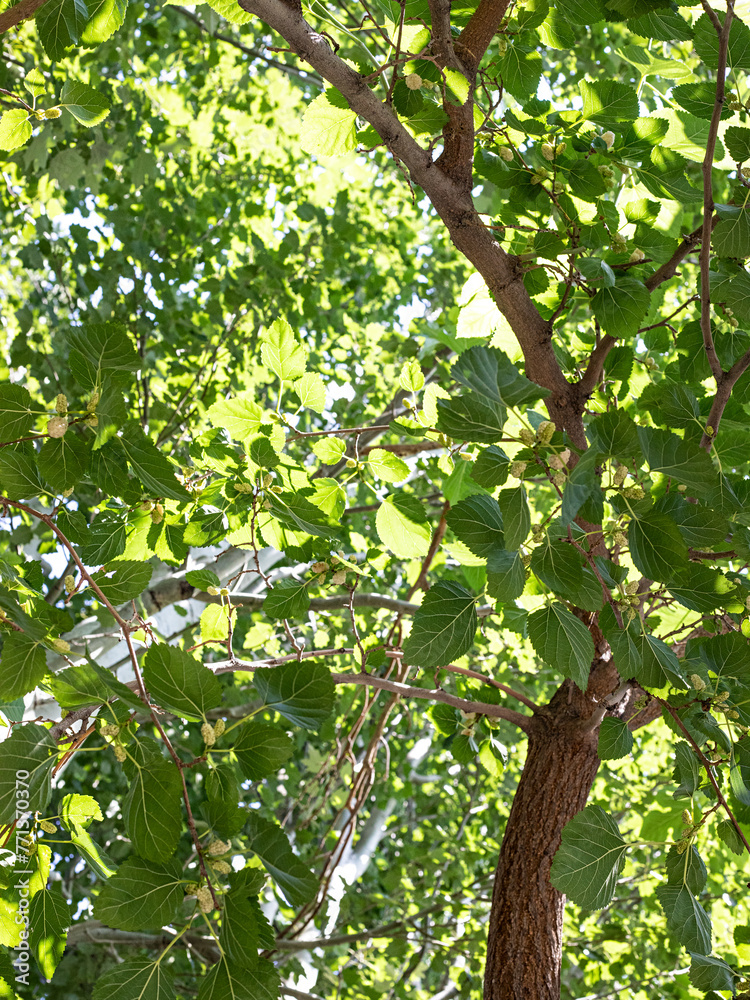 green leaves in the sun