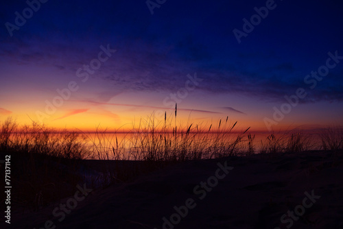 Beautiful sunny landscape of grass growing on the dunes near Baltic Sea. Early spring sunset scenery of Northern Europe © dachux21