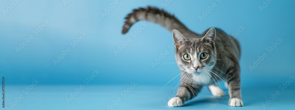 Obraz premium Cute pets animals - Little sweet young cat baby looksing, stretching its tail up, isolated on blue background banner
