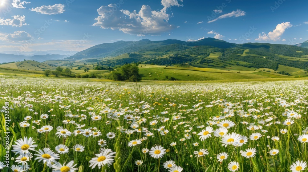 natural panoramic landscape with blooming field of daisies in the grass in the hilly countryside.