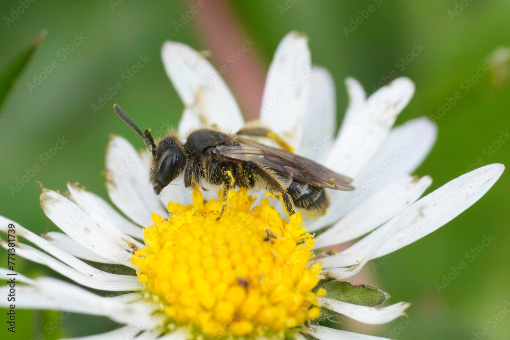 Closeup on a female dwarf mining bee of the Andrena minutulla group sitting in a white common daisy Closeup on a female dwarf mining bee of the Andrena minutulla group sitting in a white common daisy