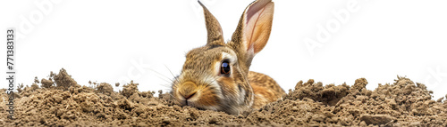 A rabbit digging a complex network of burrows isolated on white background