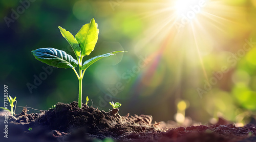 young plant growing from a patch of earth with beautifu 6ee5cf6e-931e-47f5-ac4d-bc4548ef998d photo