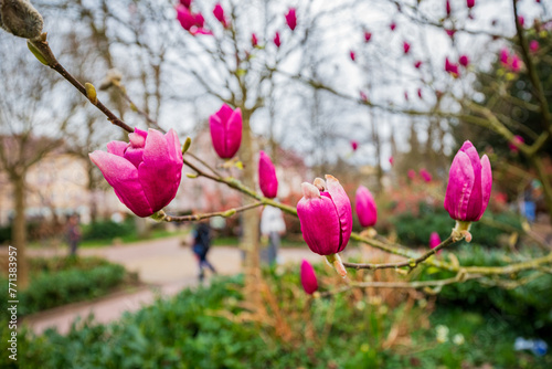 Blühende Magnolie in Baden-Baden