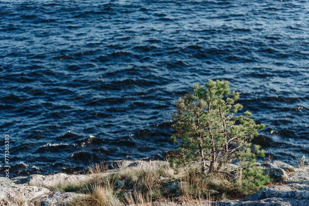 small pine tree growing on rocky lake coast small pine tree growing on rocky lake coast