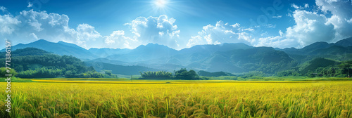 Yellow ripe rice fields, paddy fields panorama rice banner background template. © torjrtrx