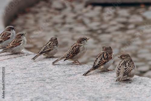 sparrows on sidewalk in city