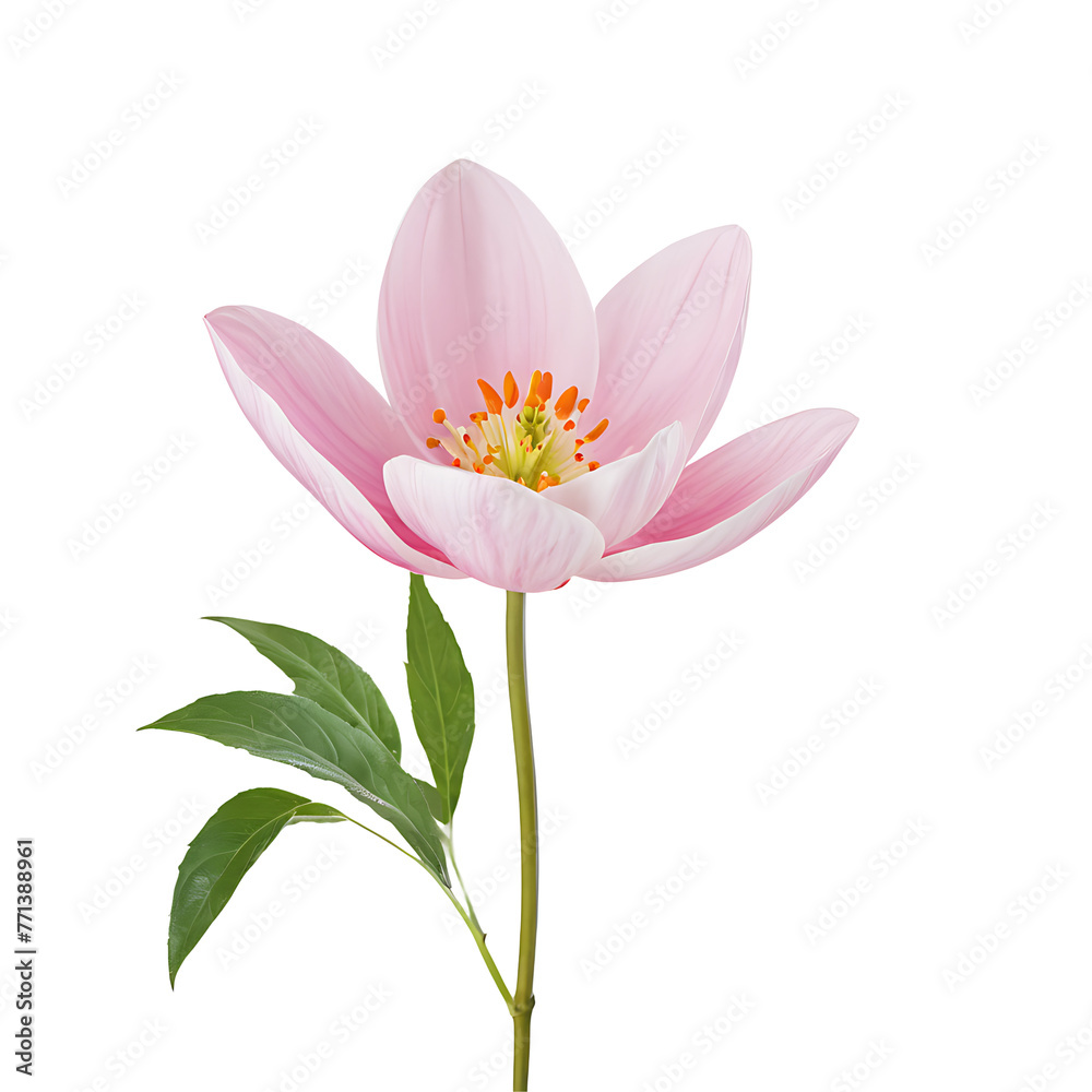 Fototapeta premium A Tulip flower on a transparent background PNG file 