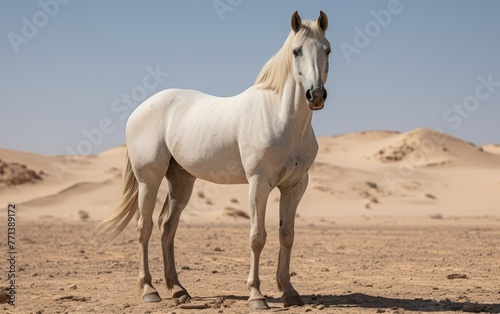 A lone majestic white horse standing amidst vast desert sands, evoking a sense of freedom, resilience, and the beauty of nature
