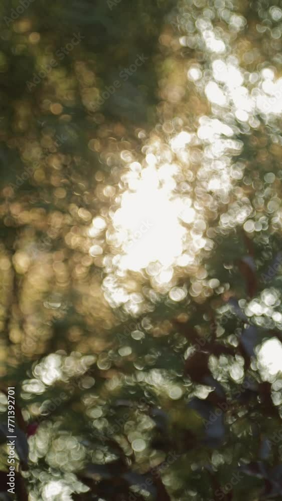 Nature background with foliage. Sunset light through tree leaves, bokeh. Vertical video. Nature background with foliage. Sunset light through tree leaves, bokeh. Vertical video.