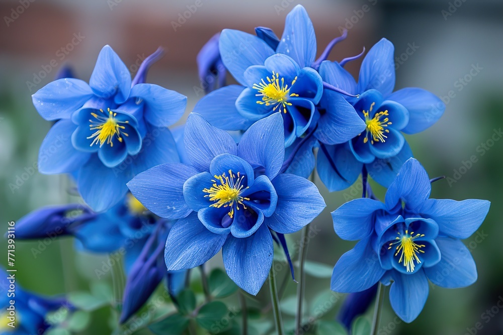 Obraz premium Beautiful Colorado Blue Columbine flowers at full bloom in the Spring
