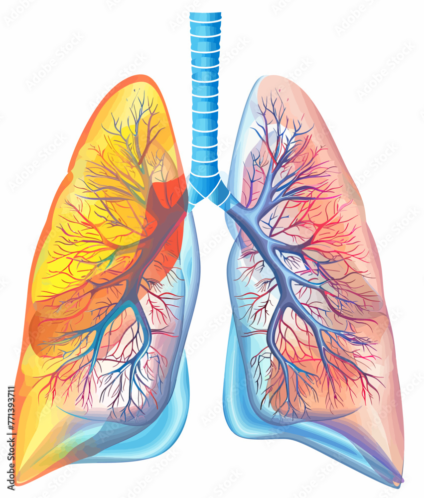 a diagram of the human lungs