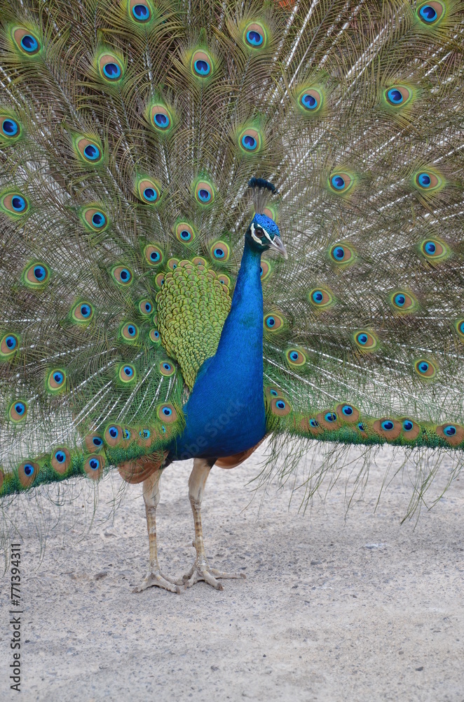 Obraz premium Colorful male peacock side view in Tenerife
