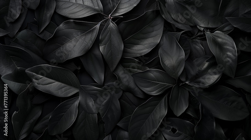 black leaves