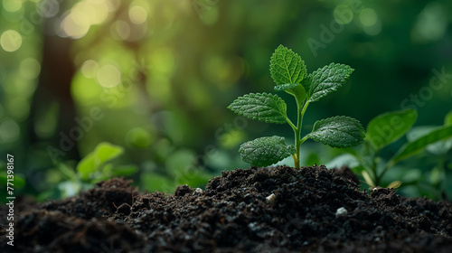 Planting a small plant on a pile of soil on green bokeh background.