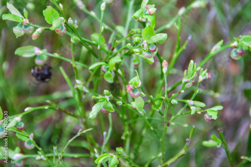 wild strawberry plant