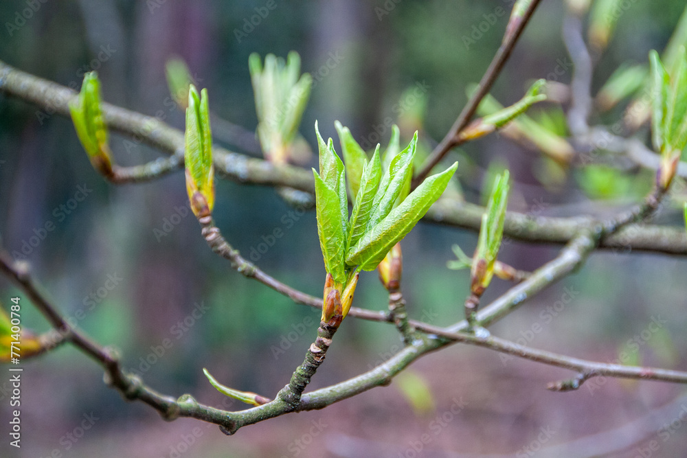 young life on a branch