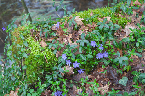Small evergreen vinca minor