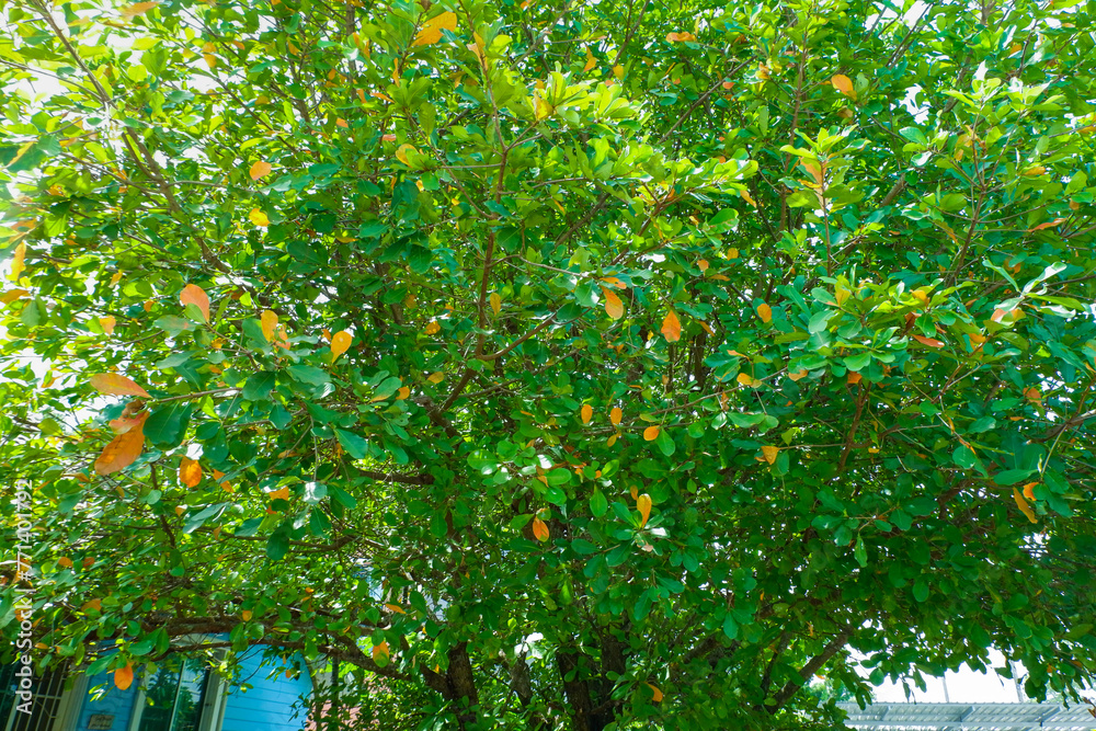 Obraz premium Orange and green leaf in garden at summer,orange leaves of beech tree growing in forest in autumn..