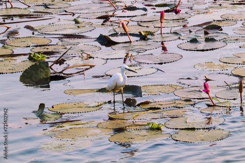 An elegant egret strolls through the lilies.