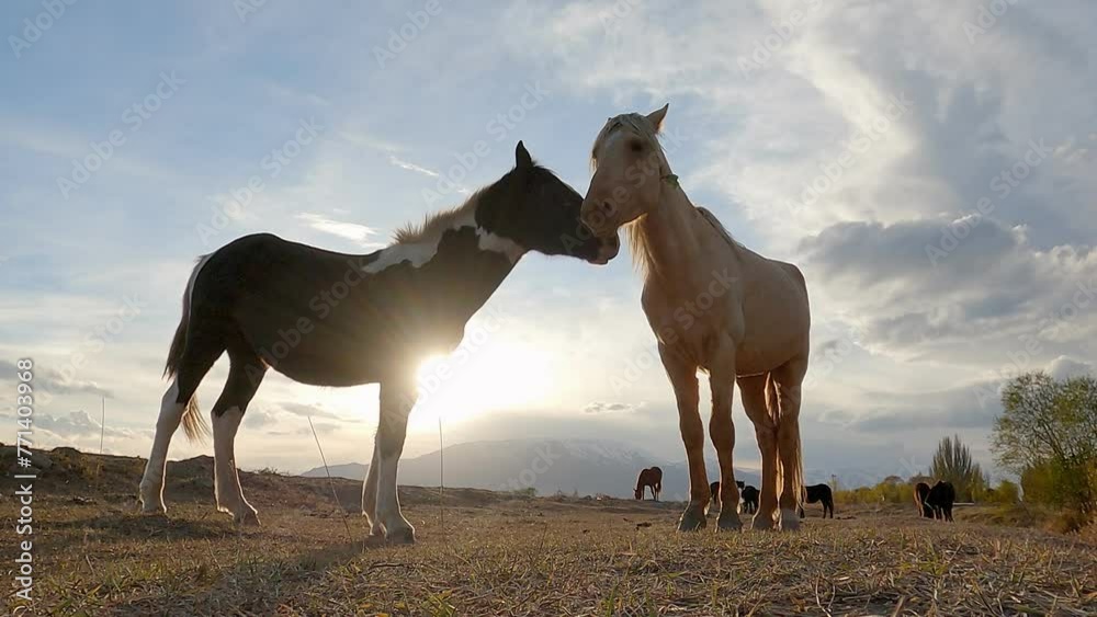 Beautiful Couple of horse at sunset light. Two horses embracing in friendship. Animal portrait on sunset background. Horses in love. Wonderful summertime scenery in mountains. Horse family 