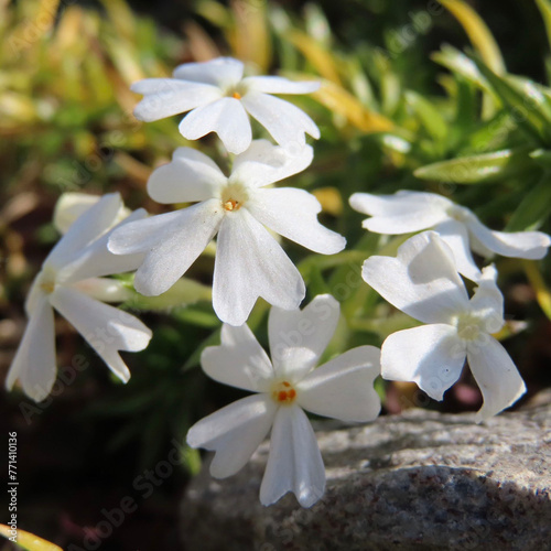 春にシバザクラが白い花を咲かせています