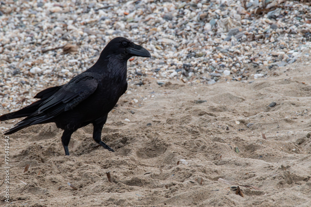 Fototapeta premium corbeau a la plage