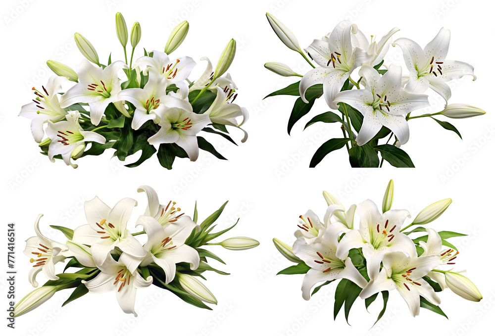 Set of elegant blooming lilies with buds, cut out Set of elegant blooming lilies with buds, cut out