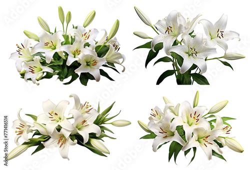 Set of elegant blooming lilies with buds  cut out