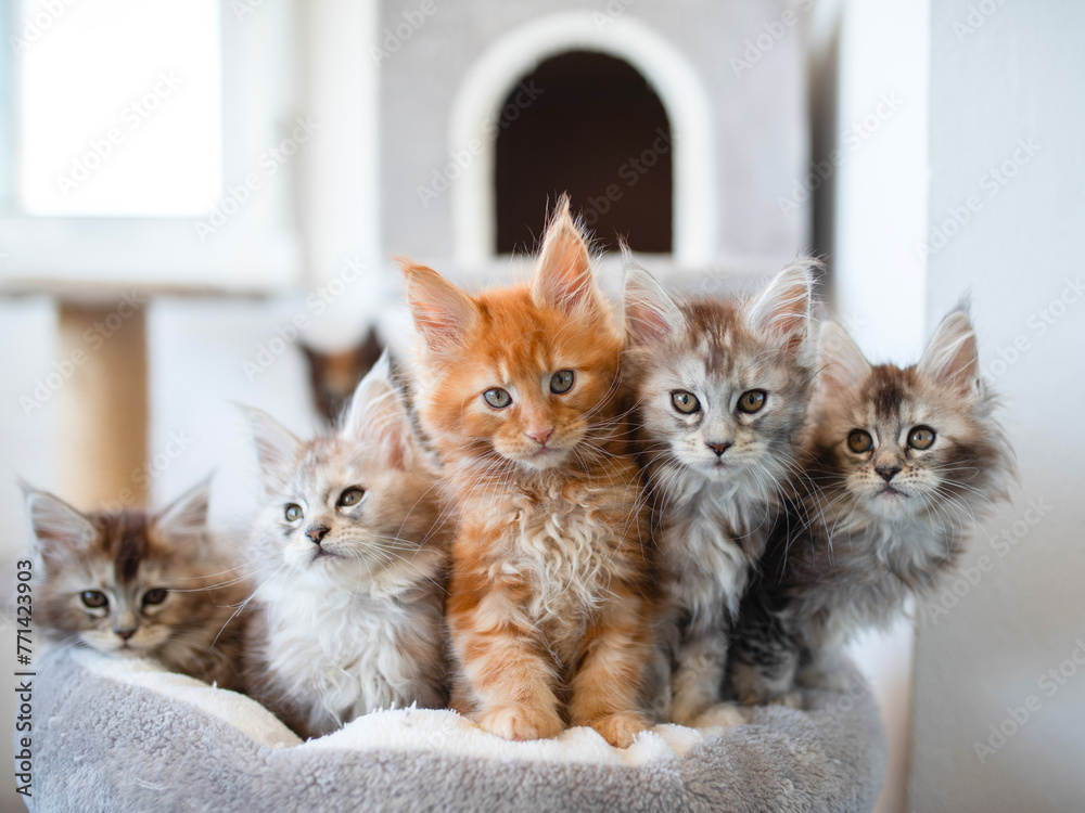 Group of 6 Cute Maine Coon kittens lying in grey warm blanket on the bed, two month old