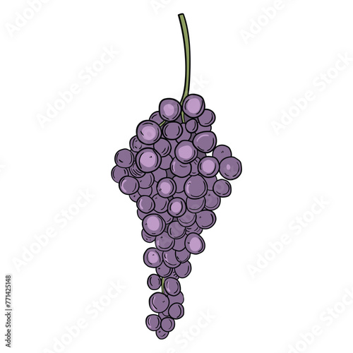 Hand drawn cartoon bunch of grapes on white background.