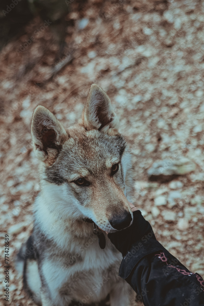 Obraz premium Czechoslovakian wolf dog receives cuddles from his owner along a snowy mountain path during winter