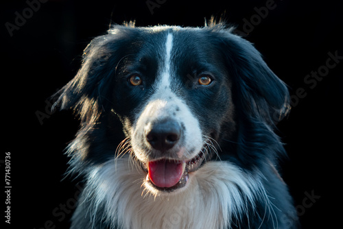 Black and White and Colour portrait photographs of a Border Collie © Boshoff