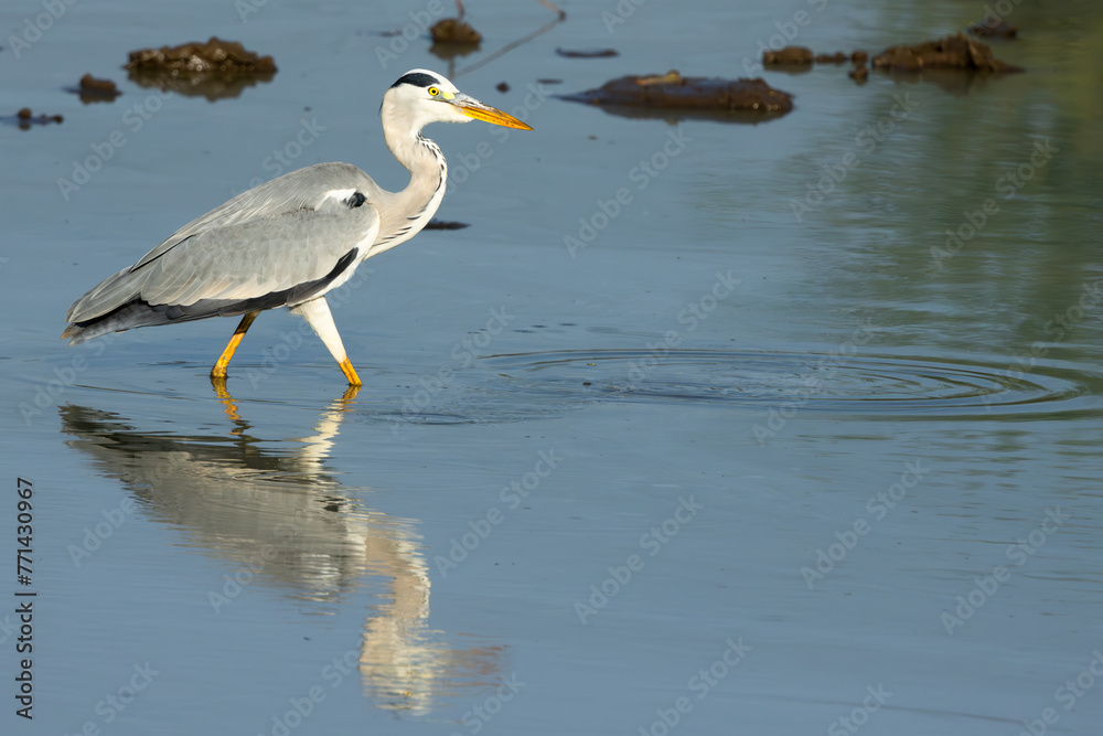 Grey Heron (Bloureier) (Ardea cinerea) fishing near the Levubu river in the Pafuri region of the in Kruger National Park, Limpopo, South Africa