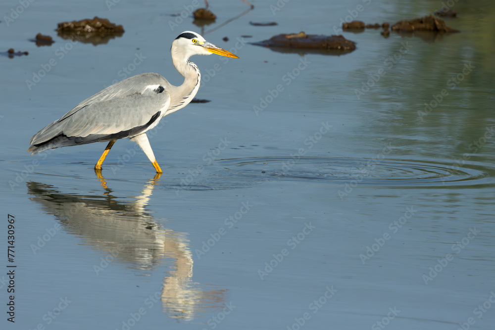 Grey Heron (Bloureier) (Ardea cinerea) fishing near the Levubu river in the Pafuri region of the in Kruger National Park, Limpopo, South Africa Grey Heron (Bloureier) (Ardea cinerea) fishing near the Levubu river in the Pafuri region of the in Kruger National Park, Limpopo, South Africa