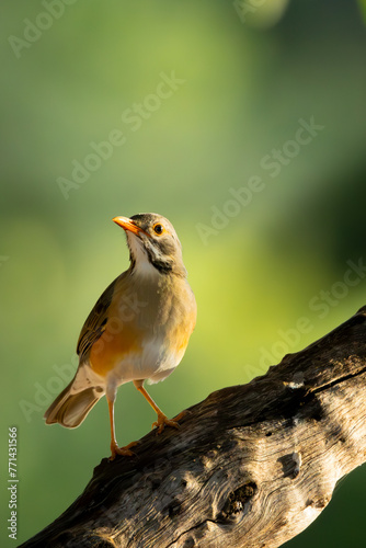 Kurrichane Thrush (Rooibeklyster) (Turdus libonyanus) in beautiful soft light in the shade at Pafuri Picnic site in Kruger National Park near Crook’s Corner, Pafuri, Limpopo, South Africa photo