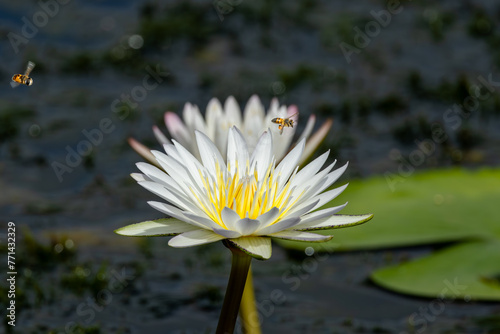 Water lilies and bees seen in Nylsvley Nature Reserve, Limpopo, South Africa