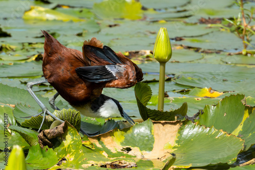African Jacana (Grootlangtoon) (Actophilornis africanus) seen in Nylsvley Nature Reserve, Limpopo, South Africa photo