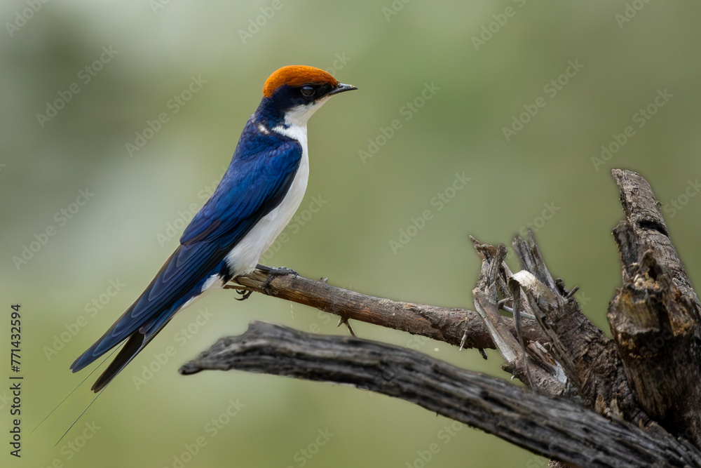 Wire-tailed Swallow (Draadstertswael) (Hirundo smithii) at the Levubu River bridge near Pafuri Camp in Kruger National Park, Limpopo, South Africa