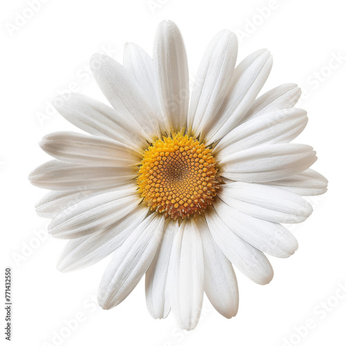 Daisy flower isolated on transparent or white background © Luckygraphics