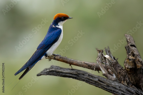 Wire-tailed Swallow (Draadstertswael) (Hirundo smithii) at the Levubu River bridge near Pafuri Camp in Kruger National Park, Limpopo, South Africa © Boshoff