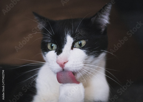Gato blanco y negro acicalándose la pata con la lengua fuera photo