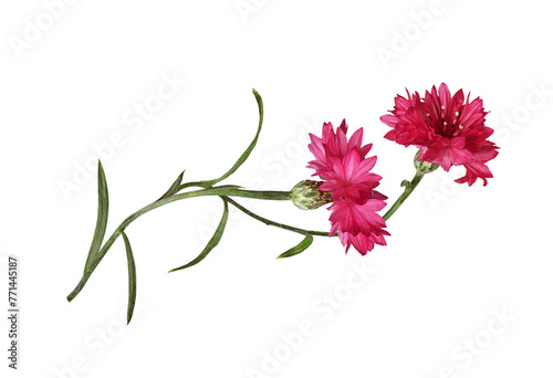 Papier peint Red knapweed flowers in a floral arrangement isolated on white or transparent ba