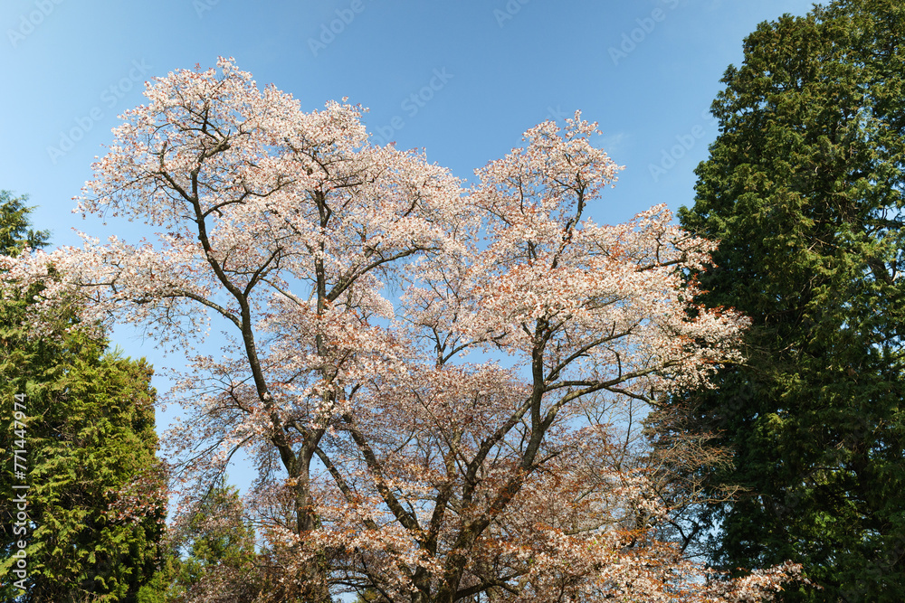高尾山頂上の富士山と桜 高尾山頂上の富士山と桜