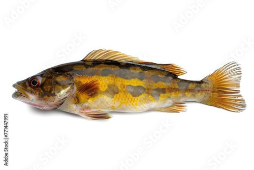 Greenling fish isolated on white background with clipping path. Full Depth of field. Focus stacking. PNG, Generative AI 