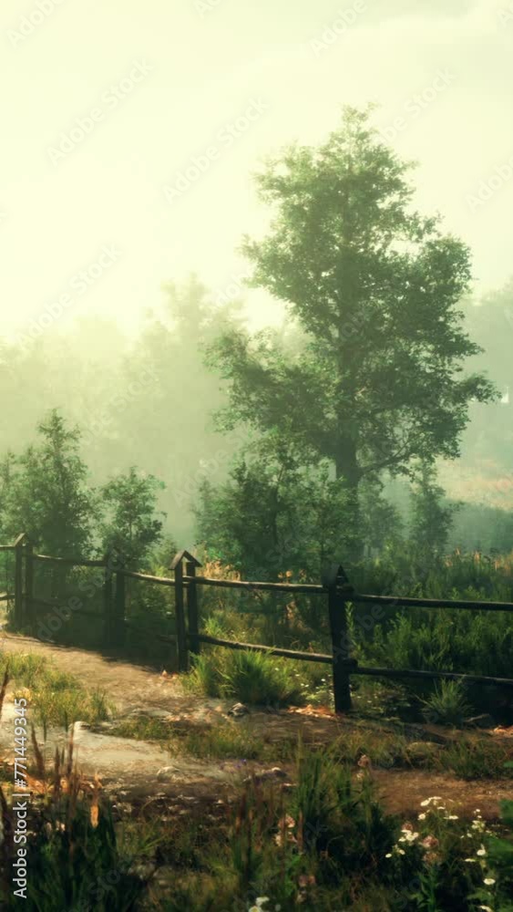 A picture of a forest with trees and a fence A picture of a forest with trees and a fence