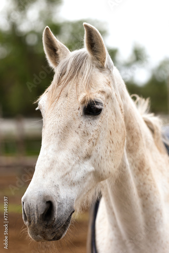 Close-up of a white horse on a farm © perpis