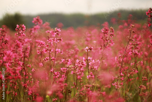 Viscaria, spring flower, landscape, field