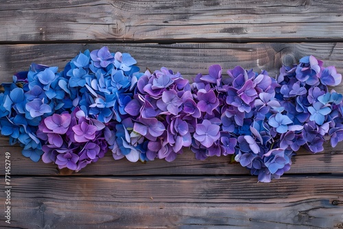 Vibrant Hydrangea Blossoms Decorating Rustic Wooden Surface in Calming Color Palette