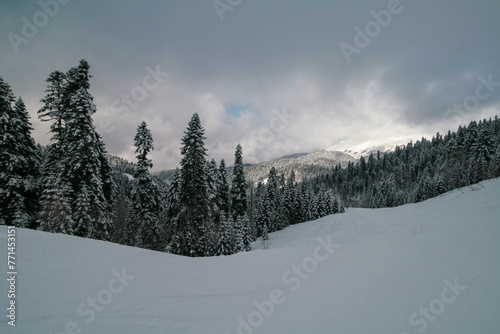 Snow-covered forest in the Caucasus mountains, Sochi, Russia.
